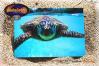Postkarte Hawaiian Turtle 'Curious'